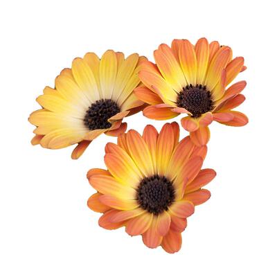 海蒂的花园好养阳台盆栽万寿菊