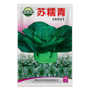 矮脚小油菜种子四季快菜种子瓢儿菜速生快菜种孑菜种盆栽蔬菜种籽