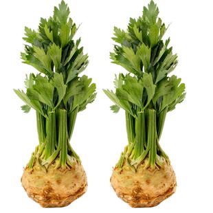 美邻惠享家根芹球地中海根芹芹菜根根芹求种植根芹食用根芹