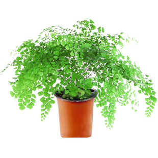 铁线蕨盆栽绿植花卉耐阴铁丝草多年生土培水培四季青观叶蕨类植物