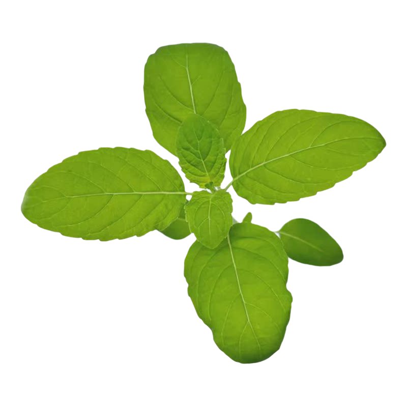 六棵苗正版泰国圣罗勒打拋叶Holy Basil可食用盆栽香草香料植物苗