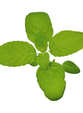 正版泰国圣罗勒打拋叶HolyBasil