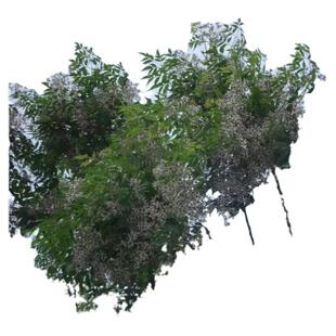 苦楝树苗楝枣树庭院绿化行道厂区风景树苗园林绿化紫花树哑巴树苗