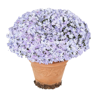 低矮芝樱花种籽子开花室外地被庭院花种孑四季播种福禄考花籽盆栽