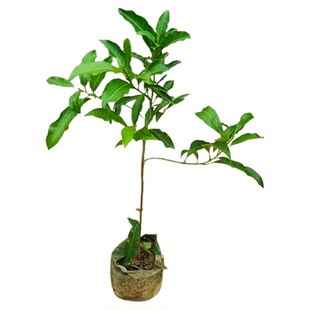 柚子树苗果树广西大沙田柚红心蜜柚南方种植地栽高产耐寒特大果苗