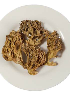 珊瑚菌云南食用野生菌