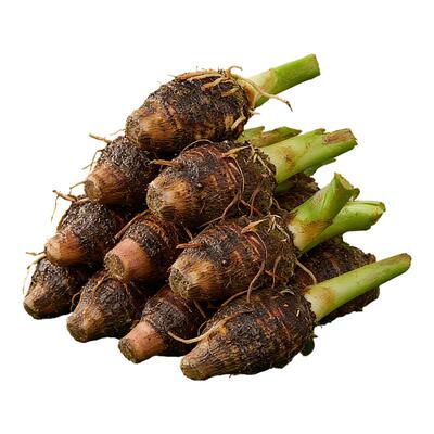 正宗广西大芋头新鲜种植苗槟榔大香芋新鲜现挖5斤高存活率种子秧