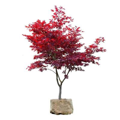 大型红枫树苗阳台庭院别物风景树