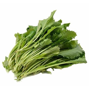 雪里蕻菜种籽菜籽四季雪菜雪里红蔬菜孑芥菜种子秋冬季籽种子菜种