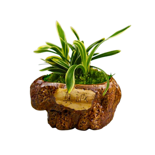 刘阁兰花苗建兰金元宝矮种花卉迷你绿植盆栽室内装饰家居美观好养