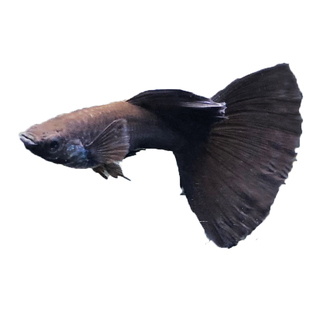 黑木炭孔雀鱼黑礼服精品大尾临产怀孕母鱼缎带热带观赏水草缸风水