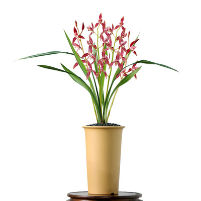 高端老种墨兰秋榜喜洋洋红花带花