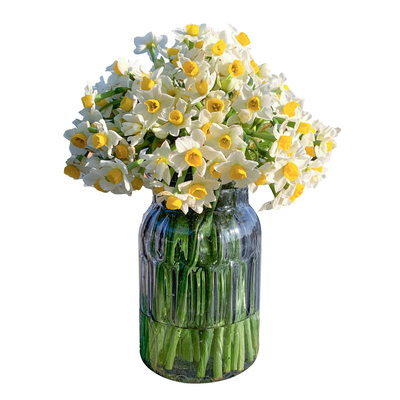 漳州水仙花鲜切花插水即开浓香型