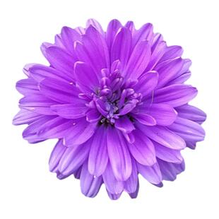 翠菊花籽糖果菊花种混色种子室外庭院北方耐寒易活野花孑四季播种