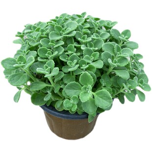 碰碰香盆栽绿植一抹香室内阳台办公桌植物花卉多年生耐热常绿包邮