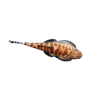 贵州爬岩鳅琵琶鱼双吸盘冷水清道夫不加温除藻鱼缸清洁工原生鱼