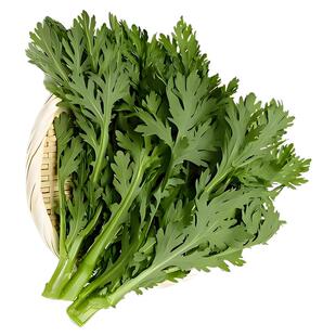 皇帝菜中叶茼蒿种子青菜种籽春菊菜种茼蒿菜种籽种四季蔬菜孑菜籽