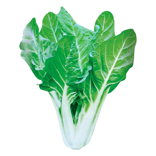 春不老白梗厚皮菜种子牛皮菜种籽重庆根达菜青菜菜种夏四季蔬菜孑