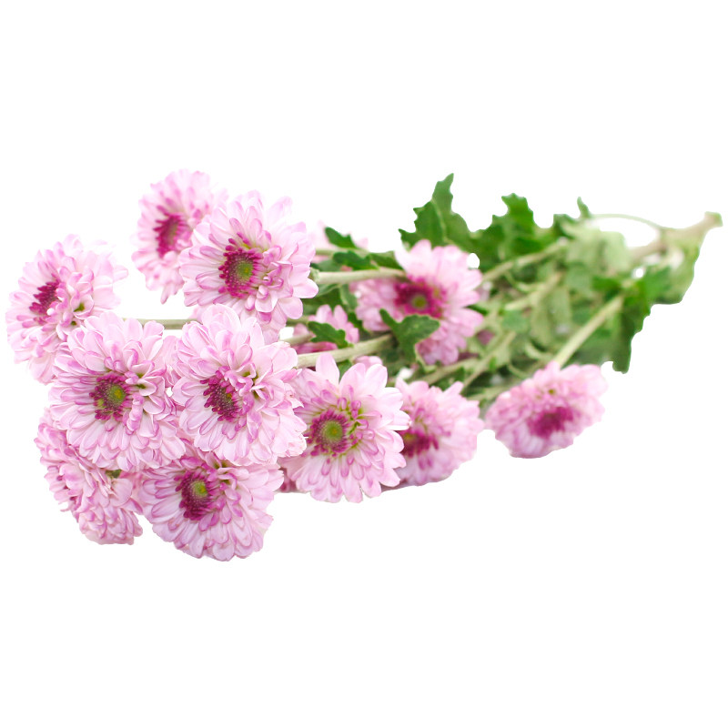 新鲜带枝粉彩菊花粉雏菊
