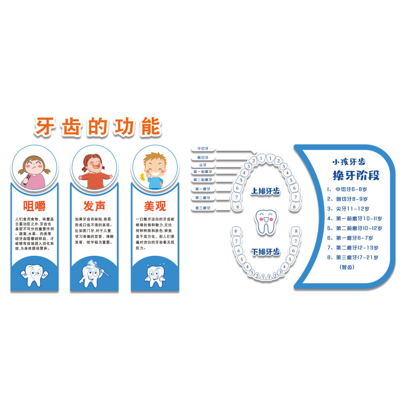 口腔诊所墙面装饰儿童医院牙科室宣传文化形象牙齿的功能贴纸挂画