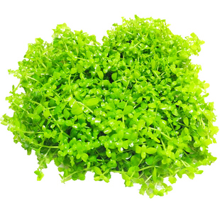 水草缸后景荷兰景血宫廷绿宫廷印度小竹节紫红丁香绿菊新手水草