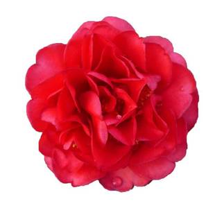 红山茶夏日系列重瓣新品种四季茶花树苗盆栽耐寒热多开花夏日七心