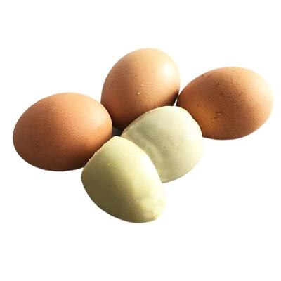 新鲜孵化实蛋石蛋摆摊商用