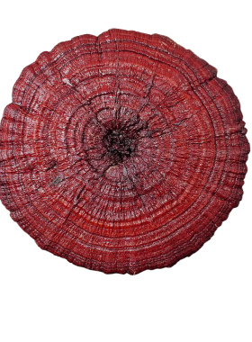 106-109cm中式大灵芝吉镇店摆件