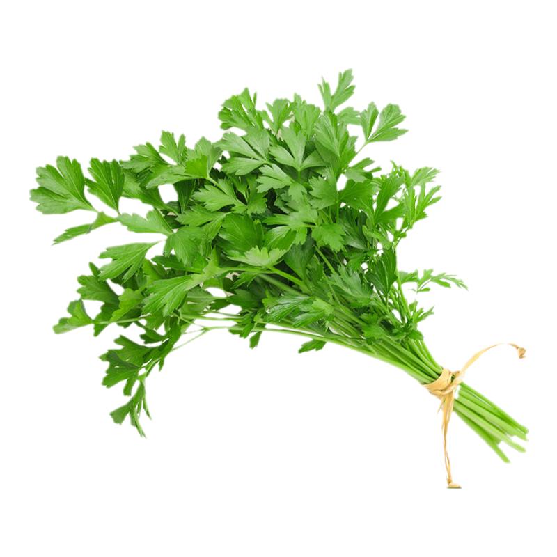 欧芹新鲜意大利番西香料菜