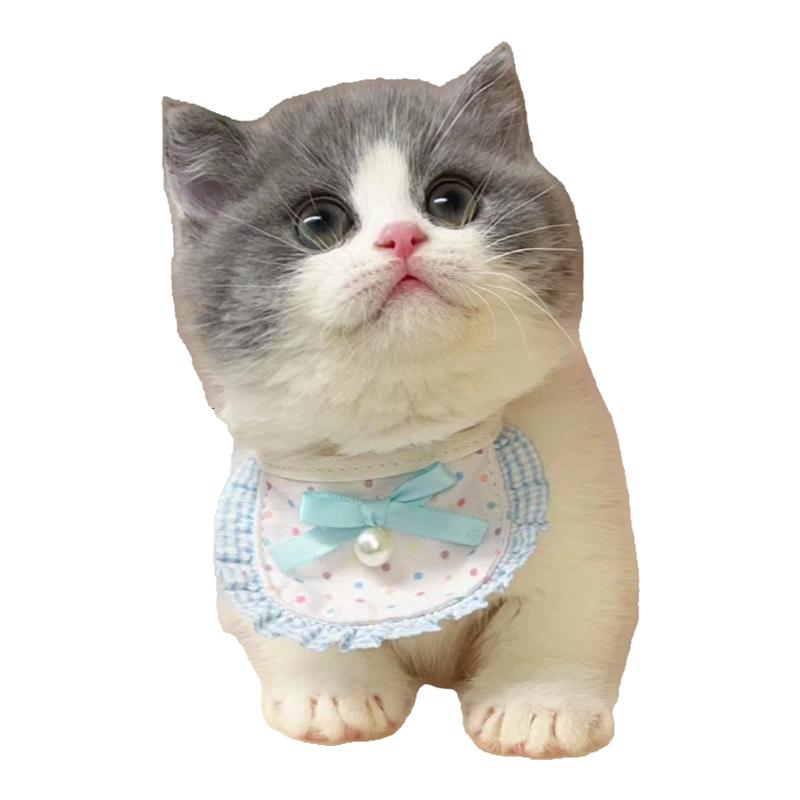 网红猫同款猫咪繁育基地直售