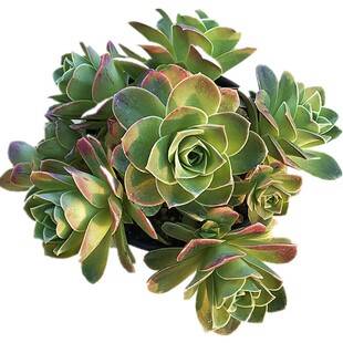 耶罗粉山地玫瑰 水蜜桃多肉植物肉肉植物萌肉肉植物盆栽 陌上花