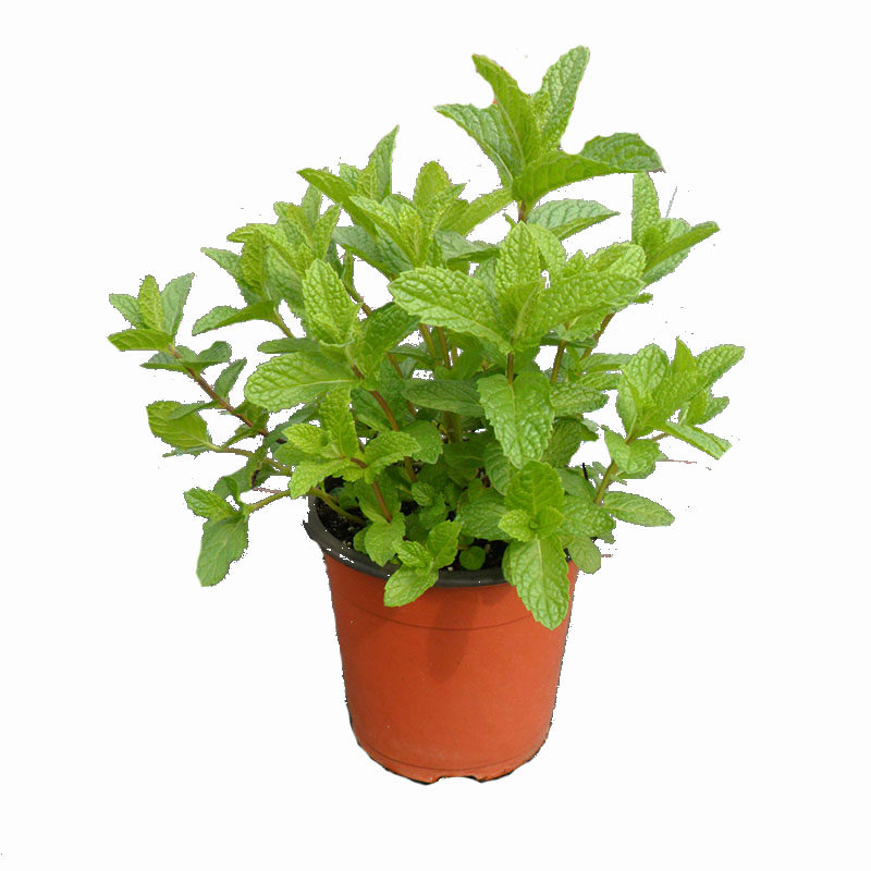 耐寒留兰香薄荷盆栽绿薄荷冲泡