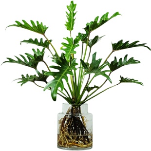 玻璃森林小天使仙羽蔓绿绒春羽盆栽室内北欧风绿植观叶水培植物