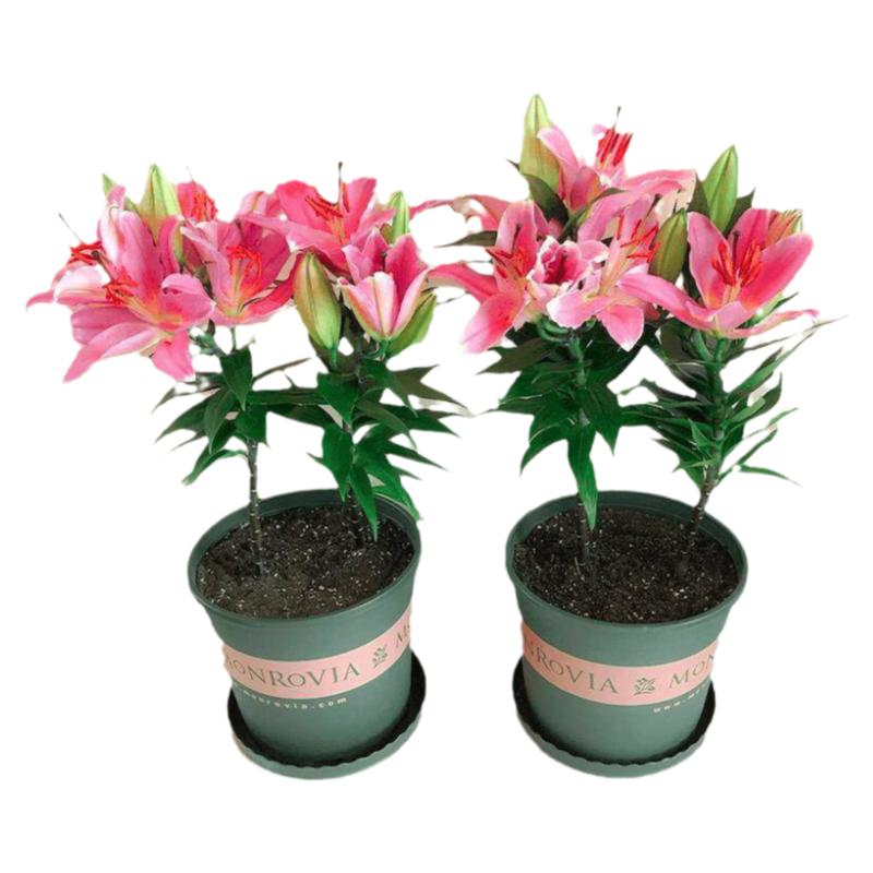 重瓣香水百合花种球进口四季开花易活花卉植物盆栽阳台种植