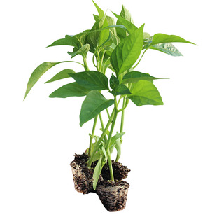 超辣红小米辣椒苗秧带土球簇生白小米辣朝天椒野山椒种子四季盆栽