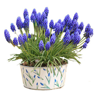 10颗葡萄风信子种球耐寒盆栽地栽球根种子植物多年生风信子花卉