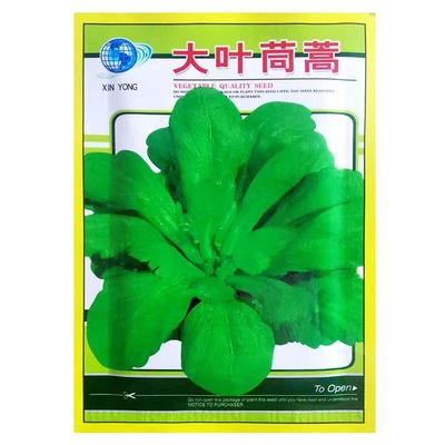 蔬菜大叶茼蒿种子菜种大全耐热