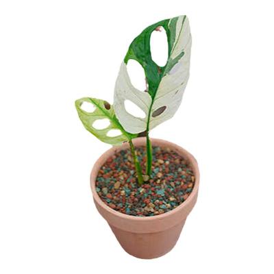 仙洞锦龟背竹室内美观净化空气