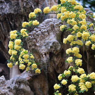 黄木香花苗盆栽浓香四季 花卉七里香阳台爬藤蔷薇植物甜蜜红木香花