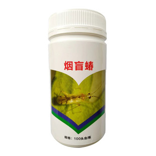 烟盲蝽成虫防治白粉虱烟粉虱蚜虫斑潜蝇的天敌克星烟草花卉防控