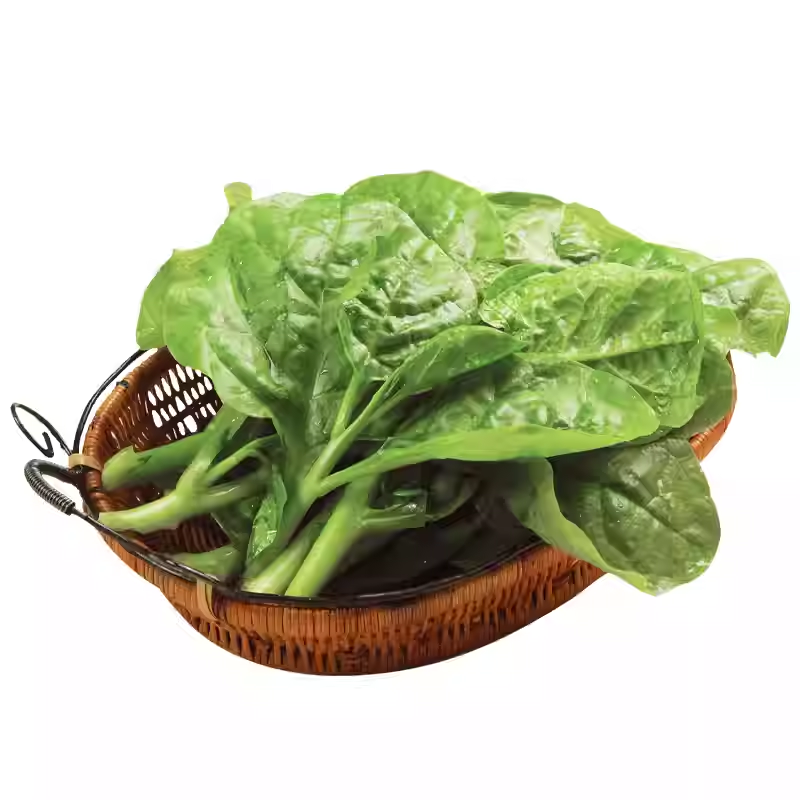 大叶木耳菜苗带土四季阳台盆栽
