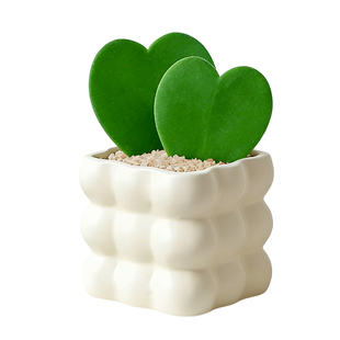 心叶球兰一片心盆栽多肉植物室内办公室桌面爬藤绿植花卉情人朋友