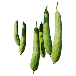 肉丝瓜苗秧高产四季蔬菜苗带土当季特大号长香棱角丝瓜苗阳台种植