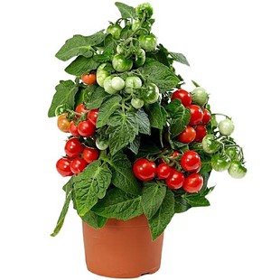 矮生盆栽樱桃小番茄种苗圣女果西红柿阳台种籽秧苗四季蔬菜苗种籽