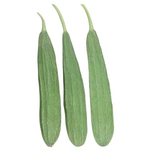远花1号大肉花点丝瓜种子蔬菜广东水瓜籽儿四季春播爬藤庭院棱瓜