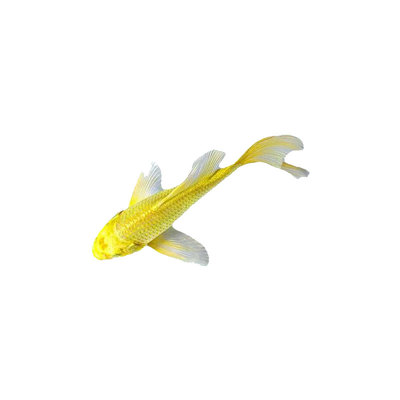 黄金龙凤锦鲤新手鱼黑金鱼锦鲤好养耐活冷水小鱼苗活体淡水观赏鱼