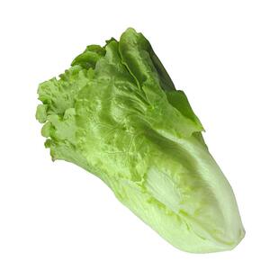 四季玻璃生菜种子阳台种菜四季盆栽意大利莱籽春季沙拉蔬菜孑菜籽