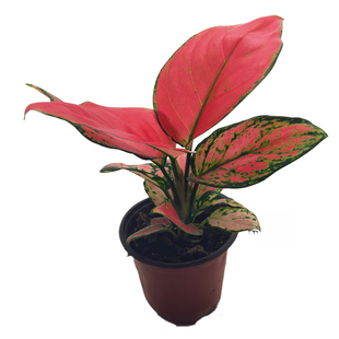 翡翠皇后万年红盆栽吉利红室内办公桌面观叶绿植喜阴耐旱净化空气