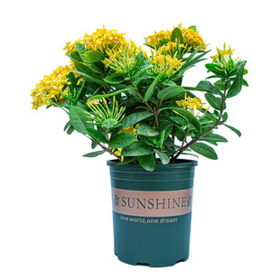黄色龙船花盆栽带花苞室内阳台室外开花植物四季花卉绿植老桩花苗