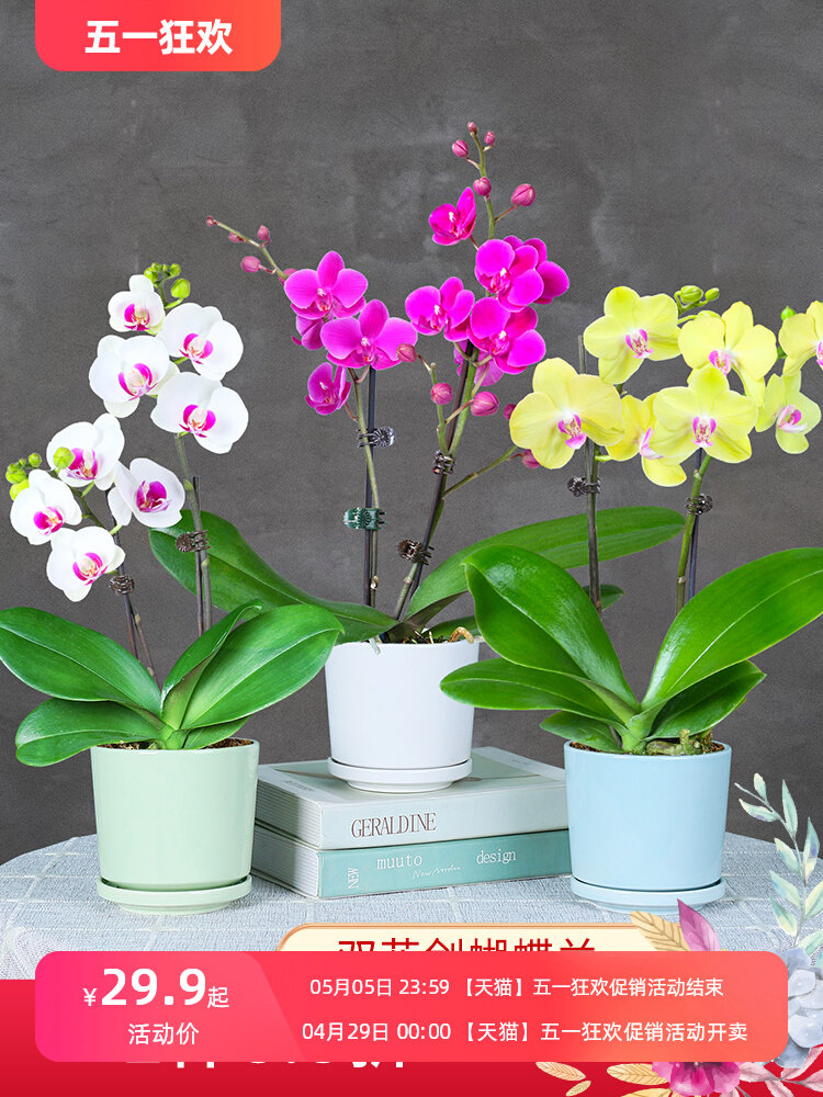 蝴蝶兰绿植盆栽带花苞双花剑客厅办公室室内花卉植物四季好养兰花